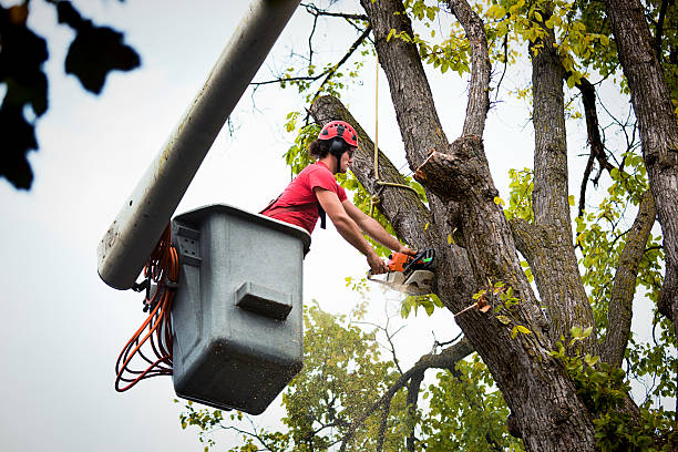 How Our Tree Care Process Works  in Jackson, LA